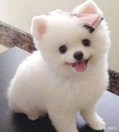 娱乐吃瓜酱小黄狗,揭秘娱乐圈那些不为人知的幕后故事